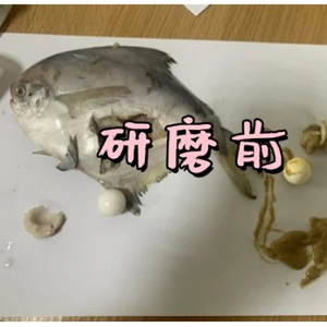低温环境下用冷冻研磨仪对鳊鱼肉研磨实验|保证生物活性